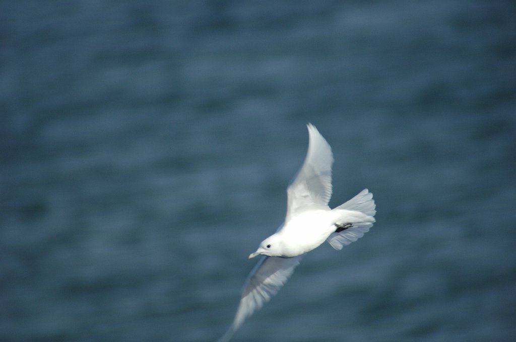 Gull, Ivory, 2008-01247832 Plymouth, MA.JPG - Ivory Gull. Plymouth MA, 1-24-2008